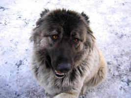 Porträt des kaukasischen Schäferhundes im Winter, der seine Pfote zur Begrüßung gibt foto