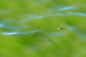 Fischbandwurm auf der Oberfläche des schmutzigen grünen Sees foto