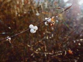 Gefrorene weiße Beeren im verschneiten Wintertag foto