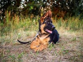 Porträt eines deutschen Schäferhundwelpen. foto