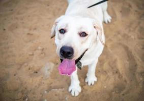 ein weißer Labrador, der in einem Sommerfeld spaziert. foto