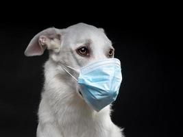 Porträt eines weißen Hundes in einer medizinischen Schutzmaske auf schwarzem Hintergrund.