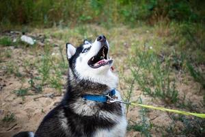 ein schwarz-weißer sibirischer husky, der auf einem sommerfeld spaziert. foto