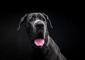 Porträt eines großen Dänenhundes, auf einem isolierten schwarzen Hintergrund. foto