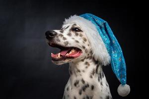 Porträt eines dalmatinischen Hundes in einem Weihnachtsmann-Hut, hervorgehoben auf schwarzem Hintergrund. foto