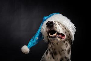 Porträt eines dalmatinischen Hundes in einem Weihnachtsmann-Hut, hervorgehoben auf schwarzem Hintergrund. foto