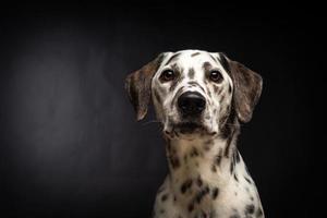 Porträt eines dalmatinischen Hundes, auf einem isolierten schwarzen Hintergrund. foto