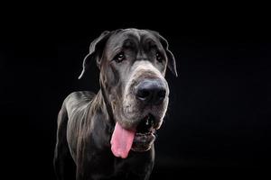 Porträt eines großen Dänenhundes, auf einem isolierten schwarzen Hintergrund. foto