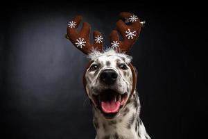 Porträt eines dalmatinischen Hundes in einem Weihnachtsmann-Hut, hervorgehoben auf schwarzem Hintergrund. foto