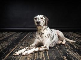 Porträt eines dalmatinischen Hundes, auf einem Holzboden und einem schwarzen Hintergrund. foto