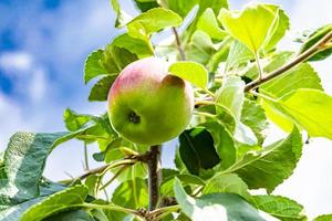 Fotografie zum Thema schöne Frucht Zweig Apfelbaum foto