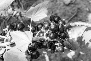 schöner Beerenzweig schwarzer Johannisbeerstrauch mit natürlichen Blättern foto