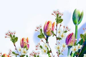 blühender Zweigapfel, Tulpen. leuchtend bunte Frühlingsblumen foto