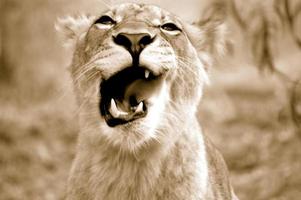 Löwin öffnet ihren Mund und zeigt ihre scharfen Zähne. foto