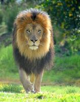 Löwe stolziert und pirscht sich an Beute heran, während er mit wilden Augen nach Nahrung jagt. foto