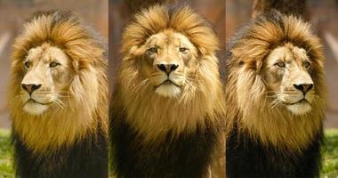 Montieren Sie Löwenporträts desselben Löwen aus drei verschiedenen Winkeln. foto