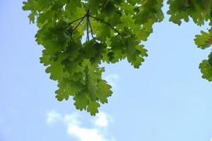 Eichenzweig mit grünem Laub gegen blauen Himmel. foto