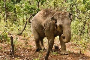 Elefant, der durch den Regenwald läuft. Provinz Chiang Mai, Thailand. foto