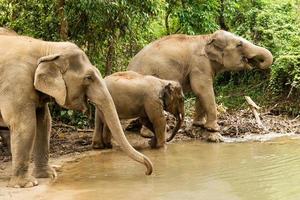 Gruppe von Elefanten badet in einem Teich zwischen einem Regenwald. Provinz Chiang Mai, Thailand.