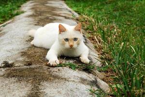 süße rote Punktkatze mit blauen Augen liegt auf der Straße. foto