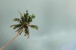 der blick auf die kokospalme auf dem hintergrund eines dunklen stürmischen himmels. Koh Chang, Thailand. foto