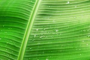 Grünes Blatt der Palme mit Wassertropfen, Nahaufnahme. foto