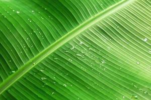 Grünes Blatt der Palme mit Wassertropfen, Nahaufnahme. foto