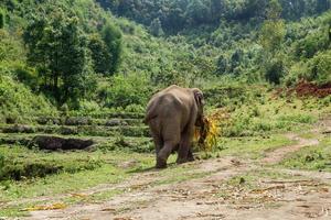 Elefant mit Bambusblättern geht durch den Regenwald. Provinz Chiang Mai, Thailand. foto