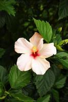 Rosa Hibiskusblüte auf einem Busch, Draufsicht. Farbton, Vietnam. foto