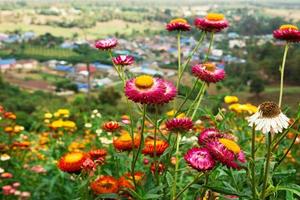 helle bunte chrysanthemen auf dem hintergrund der berge und des kleinen dorfes. Yun Lai, Pai, Thailand. foto