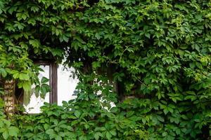 Holzfenster in einem traditionellen europäischen Landhaus. eine mit wilden trauben bewachsene wand, grünes laub, eine datscha, sommer foto