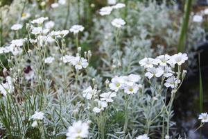 kleine weiße Blumen, die in einem Sommergarten blühen, ein Blumenbeet eines Landhauses, Blumen auf dem Land, Dekoration foto