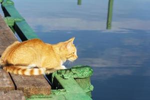 eine rothaarige Katze, die auf dem Pier sitzt und auf Fisch wartet. eine rote Katze auf einem Pier am Wasser, ein Porträt eines Tieres foto