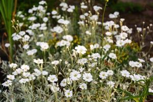 süße weiße Blumen, die in einem Sommergarten blühen, ein Blumenbeet eines Landhauses, Blumen auf dem Land, Dekoration foto