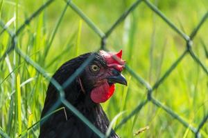 Porträt eines schwarzen Huhns in einem Scheunenhof auf einem Bauernhof, ein Haushuhn hinter einem Zaunnetz foto