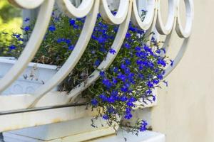 leuchtend blau-violette Petunienblumen in Töpfen auf der Fensterbank vor dem Fenster, blaue Blumen auf der Fensterbank foto