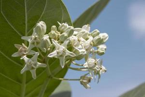 weiße kronenblumen oder calotropis giantea im garten auf himmel naturhintergrund. foto