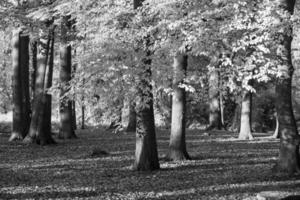 auf einem Schloss in Westfalen foto