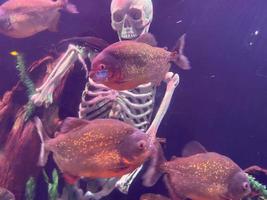 Unterwasserbild, bunte Fische schwimmen in der Nähe des menschlichen Skeletts foto