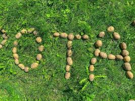 Geschälte Kartoffeln liegen auf dem Gras. buchstabe o, t und a aus cartovel, essbare buchstaben auf dem rasen. Silbe aus drei Buchstaben. bäuerliche Produkte. Naturkost, vegane Produkte foto
