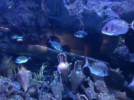 Mehrfarbige schöne Fische schwimmen in einem Aquarium oder unter Wasser im Ozean auf einem Korallenriff. konzepttourismus, meereslebewesen, tauchen foto