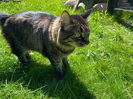 Straßenkatze im Blumenbeet. graue, flauschige katze sitzt im grünen gras foto