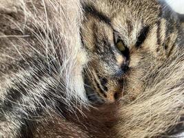 Eine schöne, flauschige braune Katze schläft zusammengerollt mit offenem Auge foto