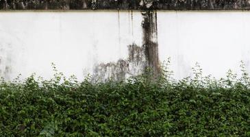 regenflecken auf weißer zementwand mit grüner blattwand foto