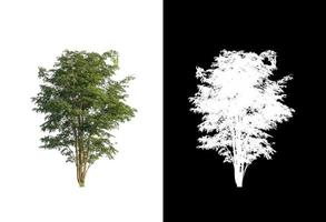 Baum isoliert auf weißem Hintergrund mit Beschneidungspfad und Alphakanal foto