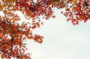 Fokus und unscharfer bunter Ahornblattbaum mit weißem Hintergrund im Herbst von Japan. foto