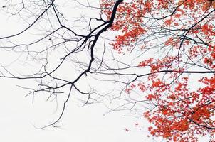 Fokus und unscharfer bunter Ahornblattbaum mit weißem Hintergrund im Herbst von Japan. foto