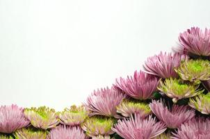 Bunte Chrysanthemenblumen auf weißem Hintergrund für Frühlingsblumenkonzept. foto