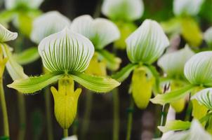 bunte Paphiopedilum-Pantoffel- oder Frauenschuh-Orchidee, die im Garten blüht. foto