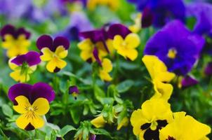 bunte gehörnte stiefmütterchen blumen im garten für das frühlingssaisonkonzept. foto